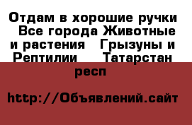 Отдам в хорошие ручки - Все города Животные и растения » Грызуны и Рептилии   . Татарстан респ.